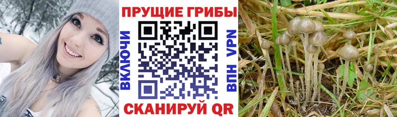 Псилоцибиновые грибы прущие грибы  блэк спрут как зайти  Крымск 